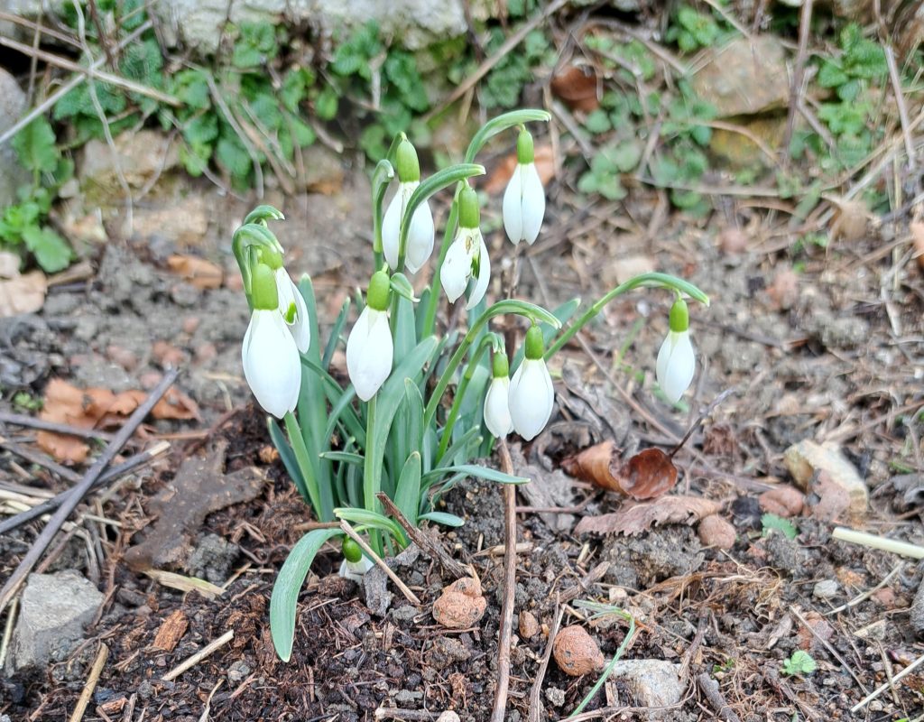 The imported snowdrops bloom diligently
