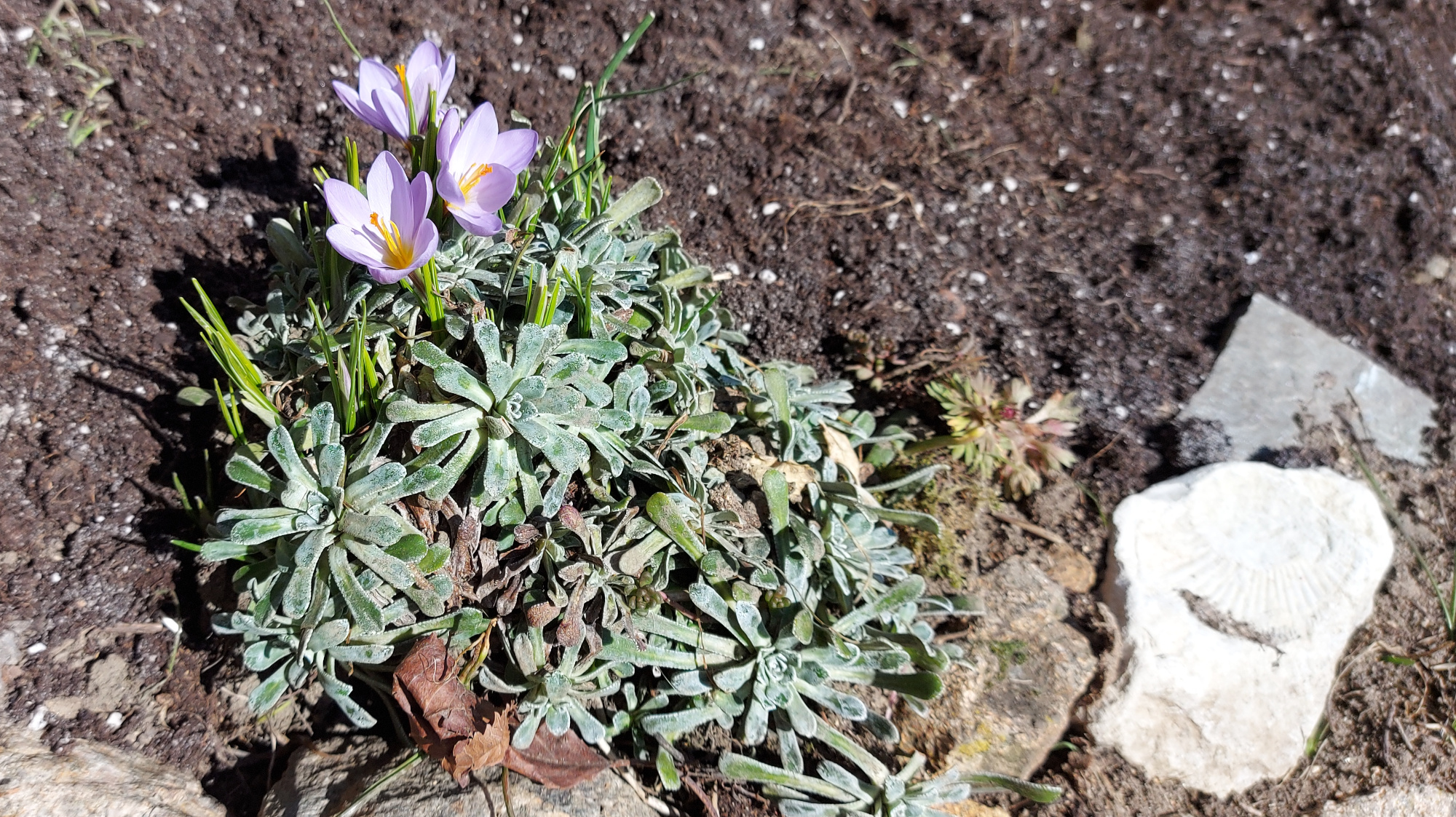 Flowering crocus and fossilized shell
